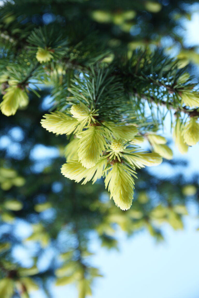 Picea pungens 'Maigold'