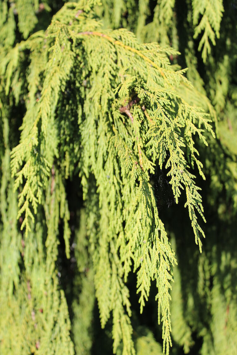 Xanthocyparis nootkatensis 'Pendula'