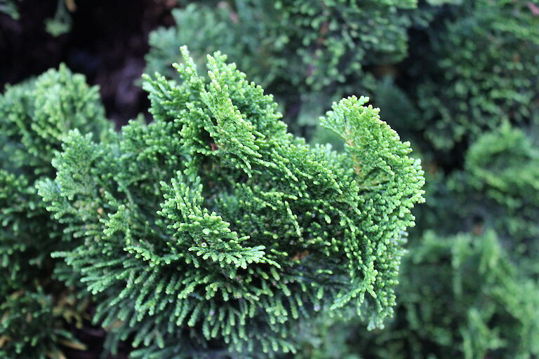 Chamaecyparis obtusa 'Nana Gracilis'