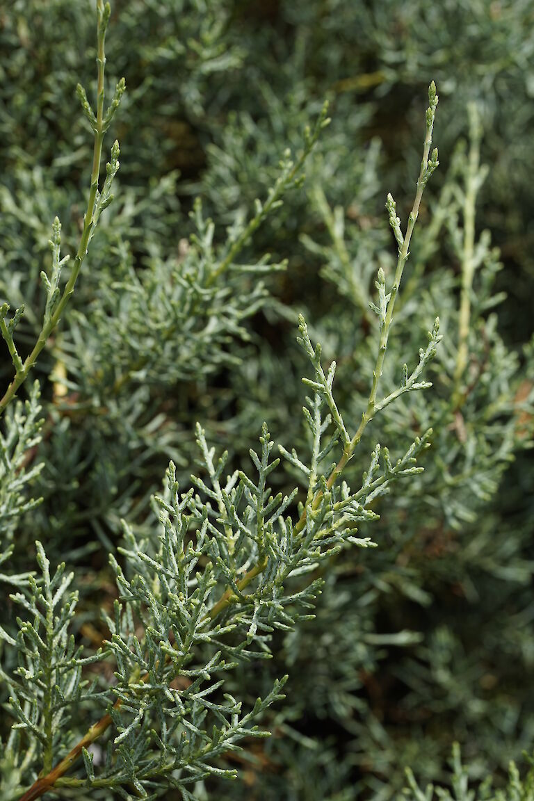 Cupressus arizonica Fastigiata