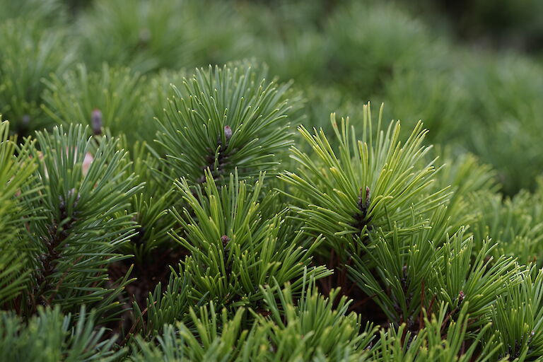 Pinus mugo pumilio