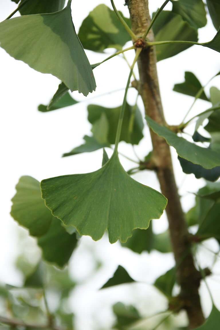 Ginkgo biloba 'Fairmount'