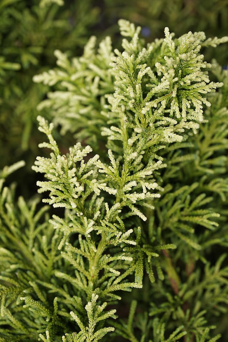 Chamaecyparis obtusa Lycopodioides Aurea