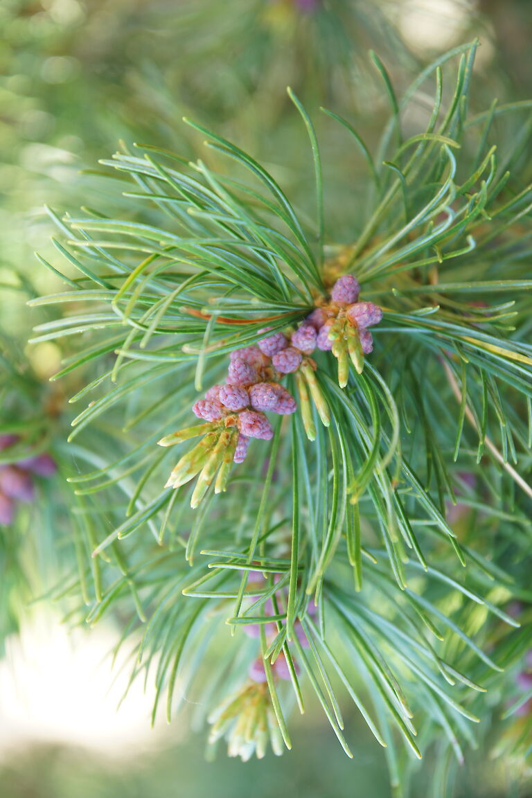 Pinus Parviflora 'Glauca'