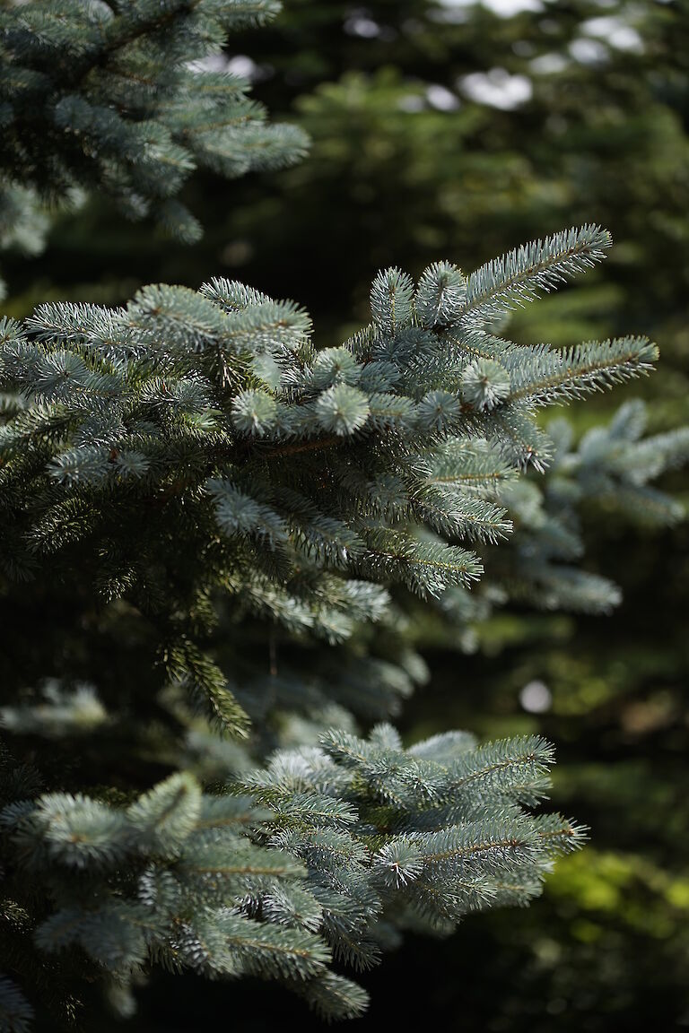 Picea pungens Oldenburg