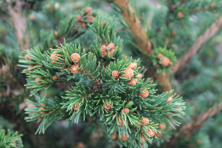 Picea pungens 'Lucky Strike'