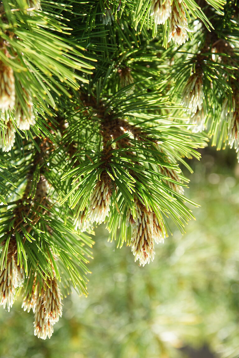 Pinus leucodermis 'Schmidtii'