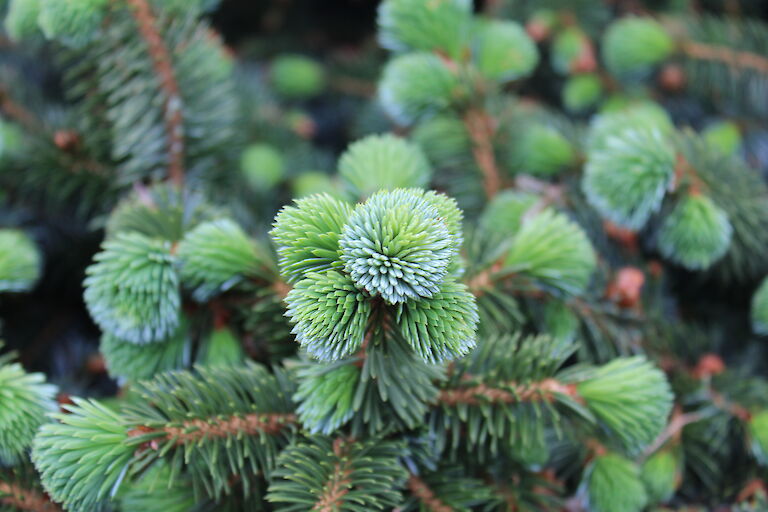 Picea sitchensis 'Silberzwerg' 