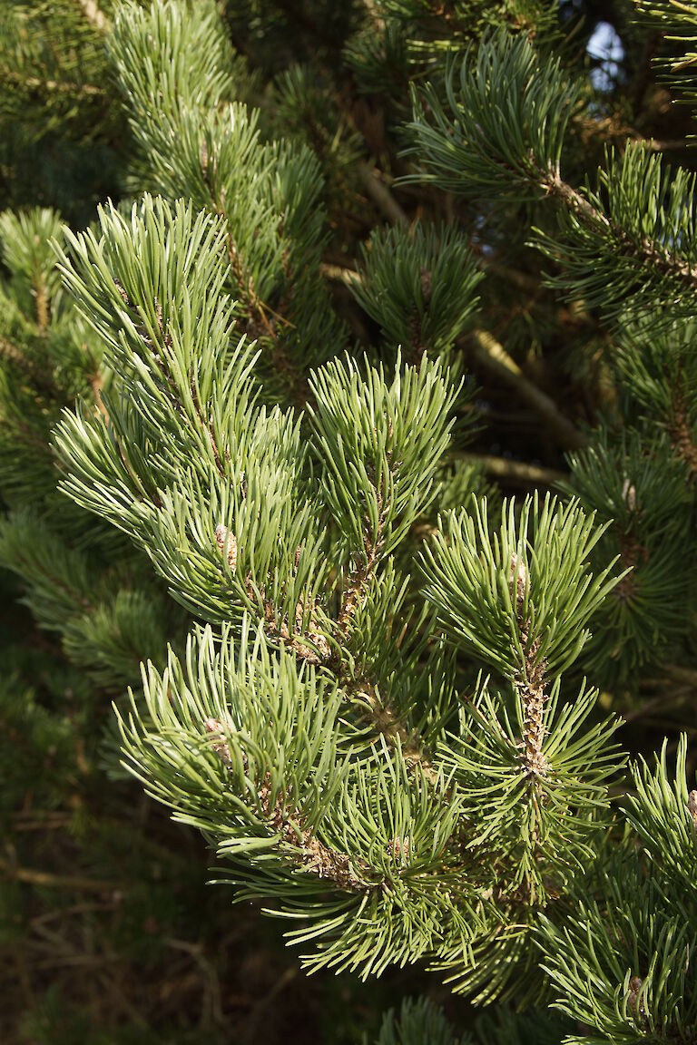 Pinus mugo mughus