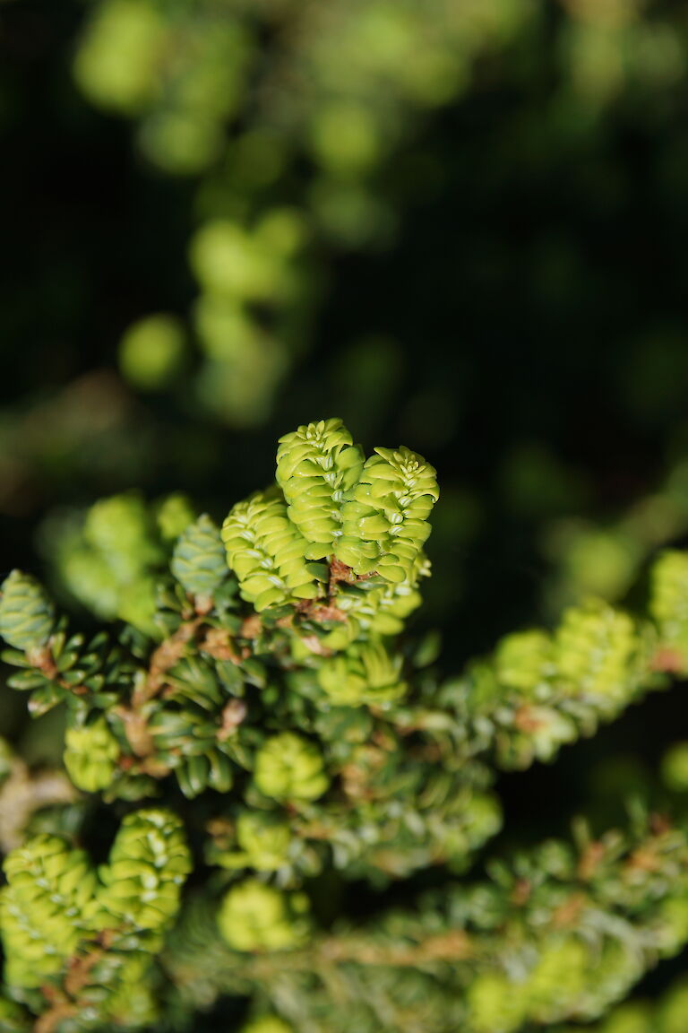 Tsuga canadensis 'Verkade Recurved'