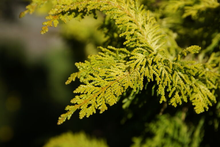 Chamaecyparis obtusa 'Tetragona Aurea'