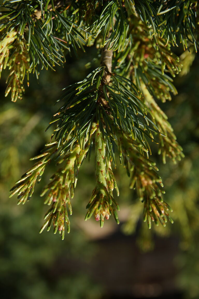 Pinus parviflora 'Hagoromo'