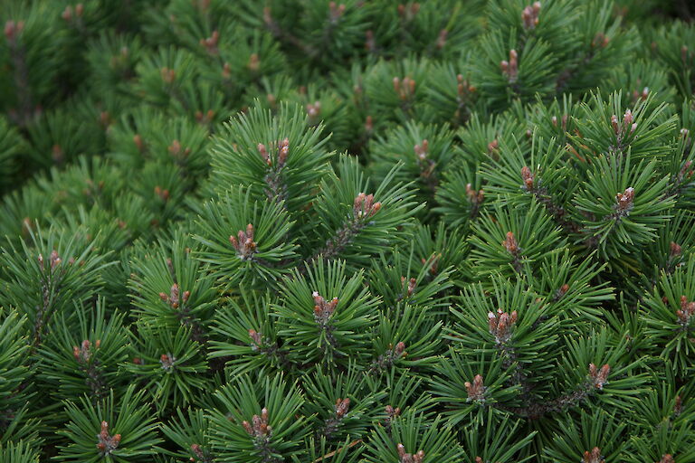 Pinus mugo 'Mini Mops'