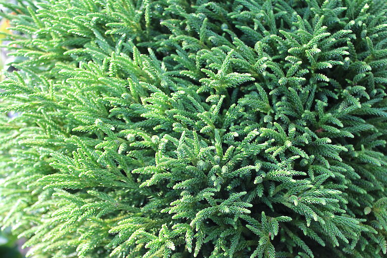 Cryptomeria japonica 'Little Champion'