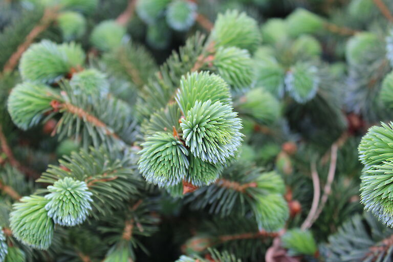 Picea sitchensis 'Silberzwerg'