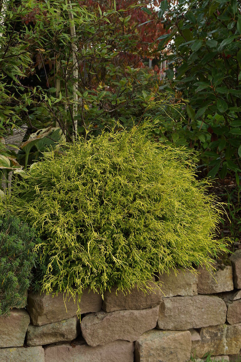 Chamaecyparis pisifera 'Sungold'