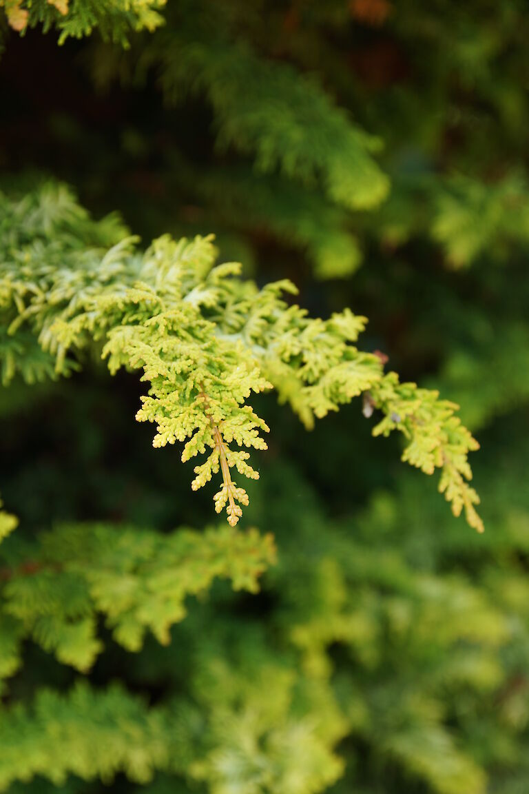  Chamaecyparis Obtusa 'Fernspray Gold'