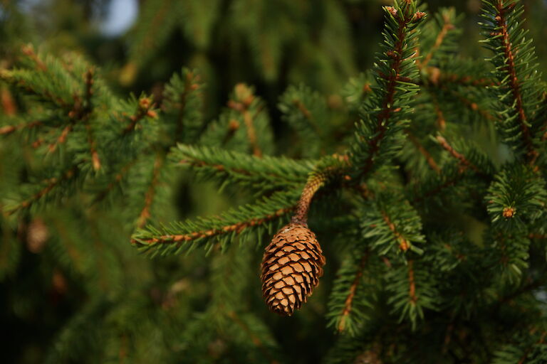 Picea abies 'Acrocona'