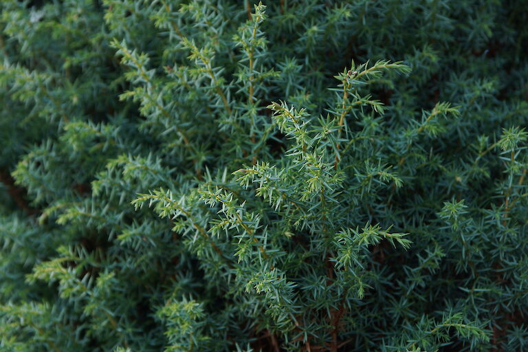 Juniperus communis 'Siebensteinhäuser'
