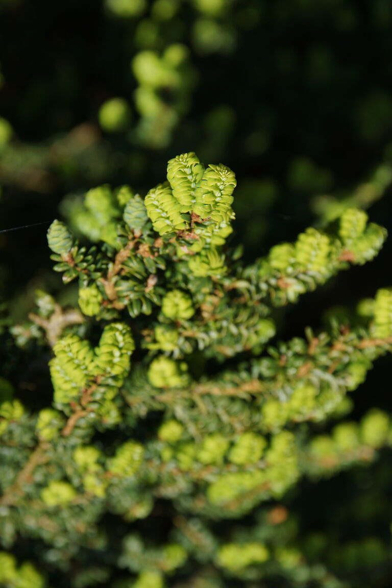 Tsuga canadensis 'Verkade Recurved'