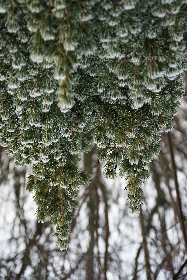 Picea glauca 'Conica' Winter