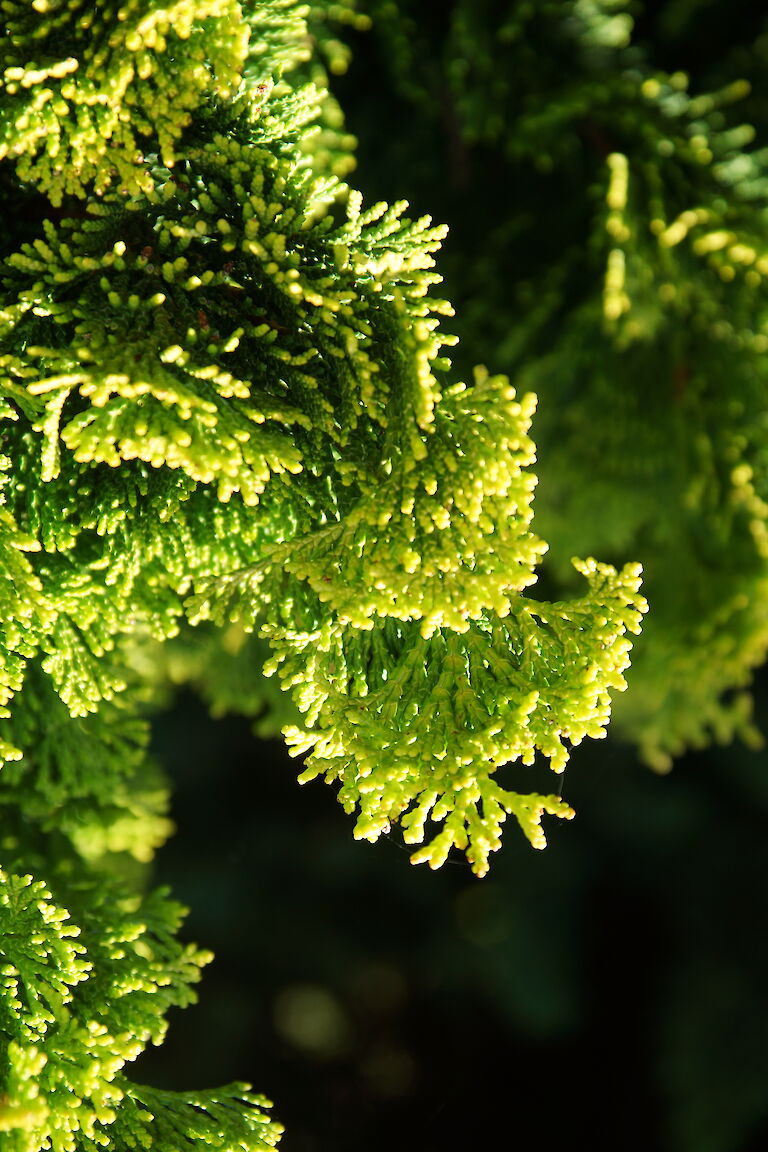 Chamaecyparis Obtusa 'Nana Aurea'