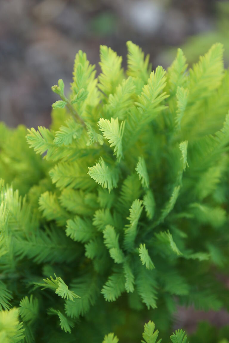 Taxodium distichum 'Peve Minaret'