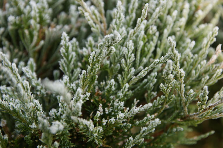 Juniperus media 'Mint Julep'