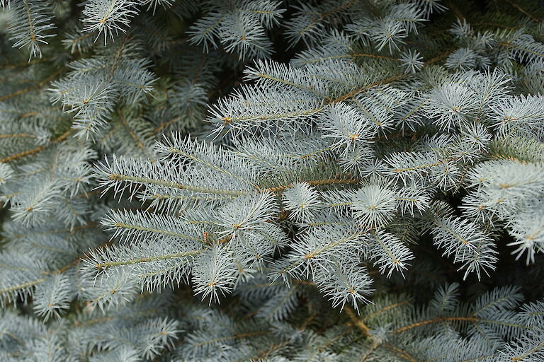 Picea pungens Edith