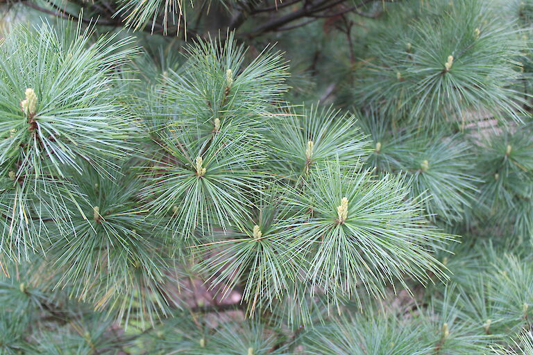 Pinus strobus 'Macopin'