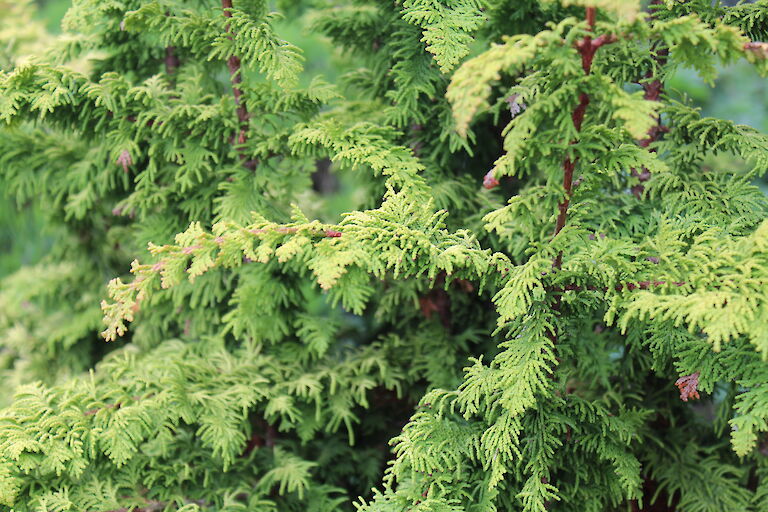 Chamaecyparis obtusa 'Fernspray Gold'