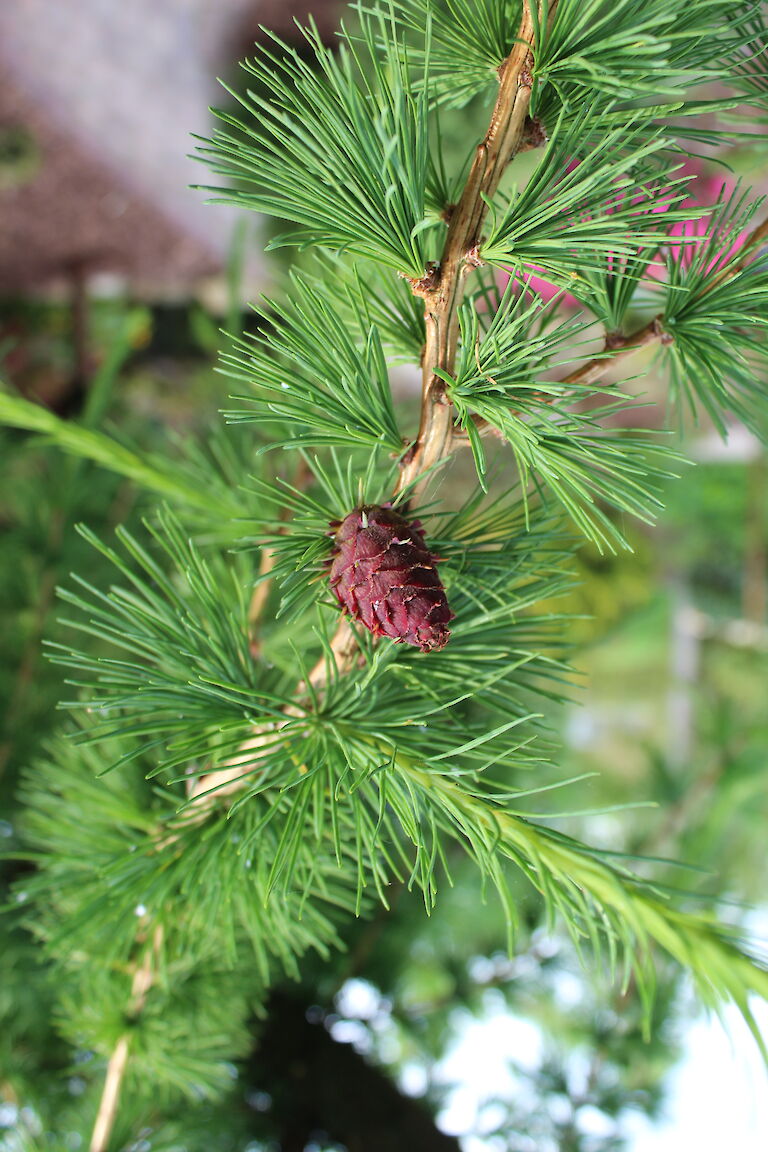 Larix Zapfen