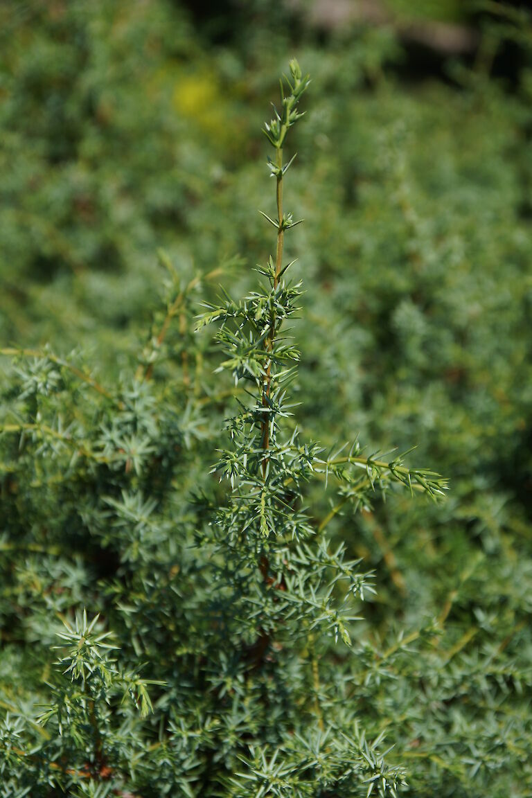Juniperus communis