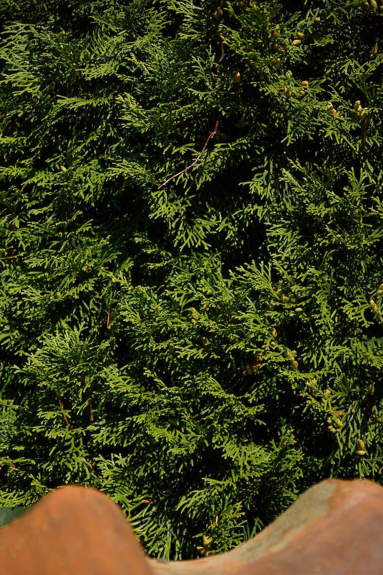 Thuja occidentalis 'Smaragd'