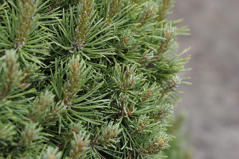 Pinus mugo Selektion Bonk