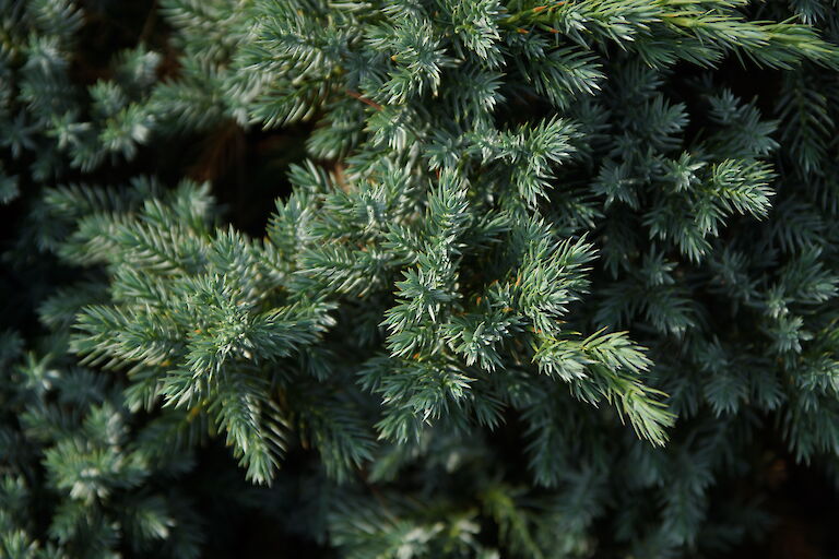 Juniperus squamata 'Blue Star'