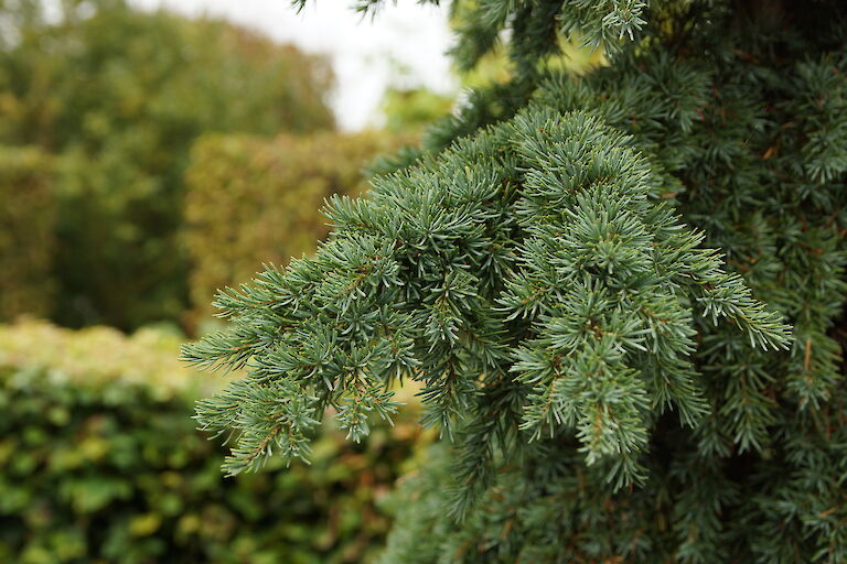 Tsuga mertensiana 'Glauca'