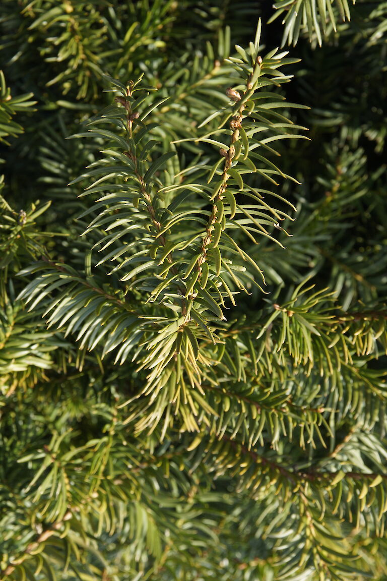 Taxus baccata 'Repandens'