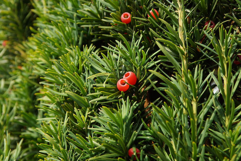 Taxus baccata 'Fastigiata Robusta'