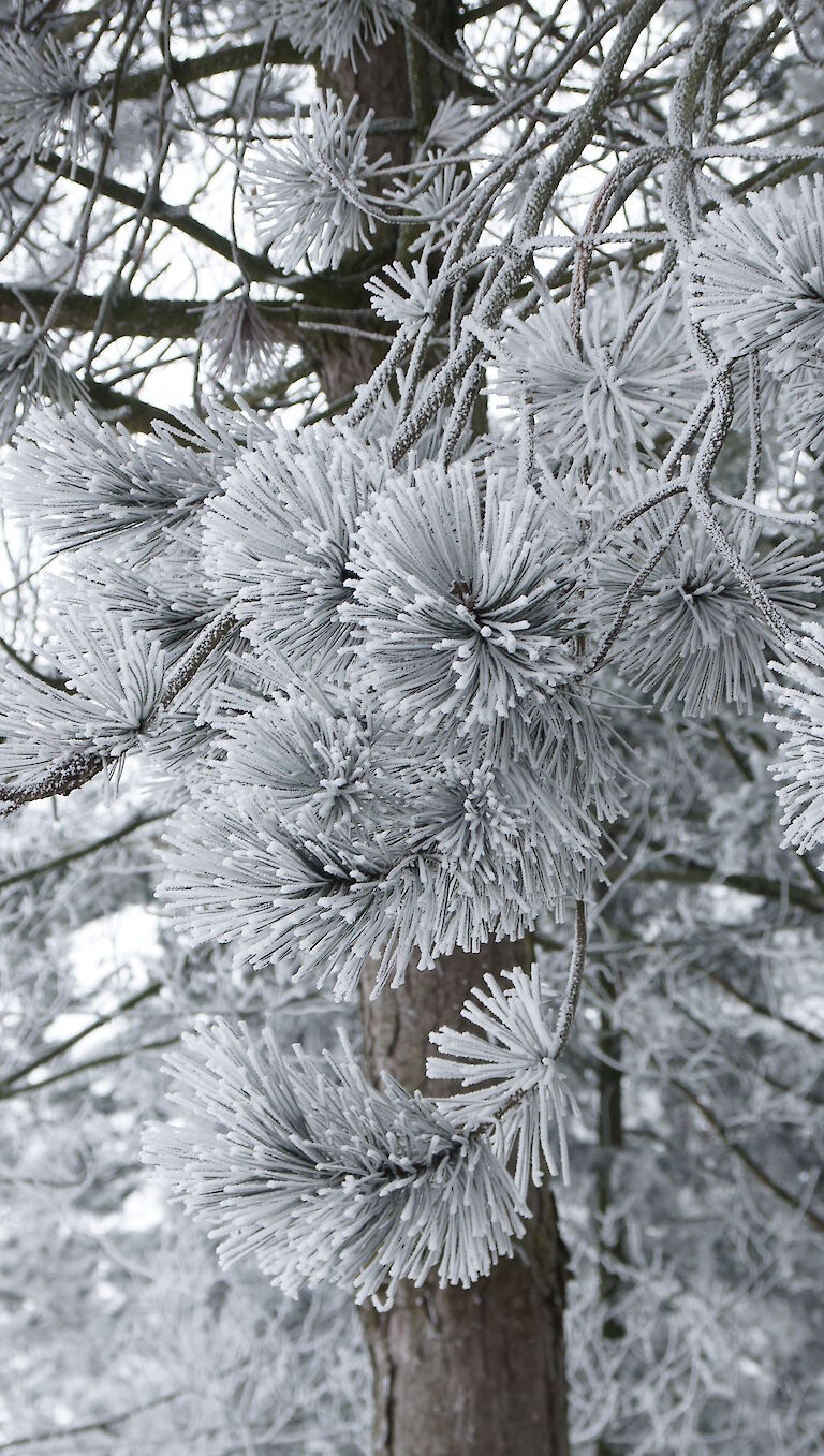  Pinus nigra Winter