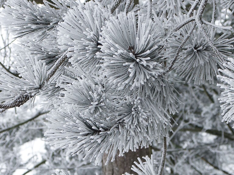 Pinus nigra Winter