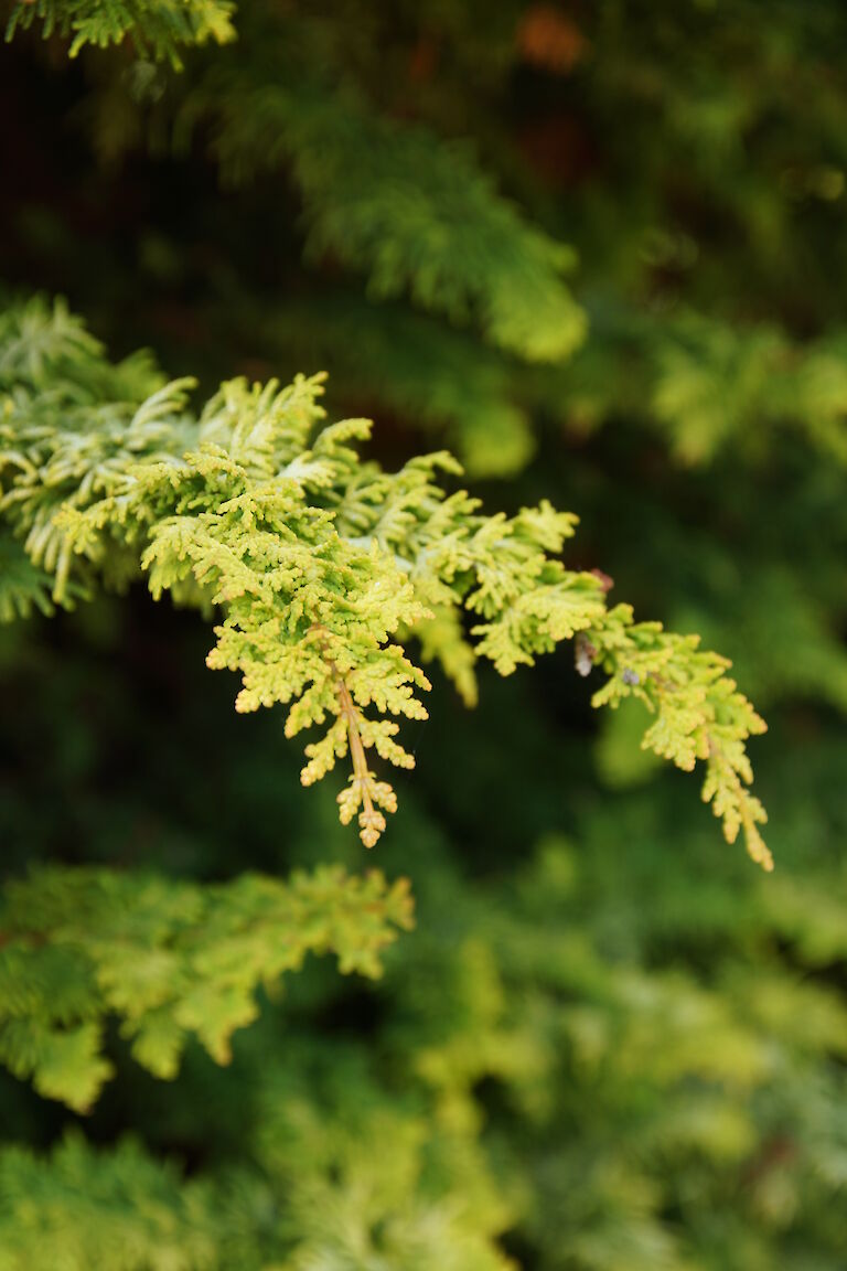 Chamaecyparis Obtusa 'Fernspray Gold'