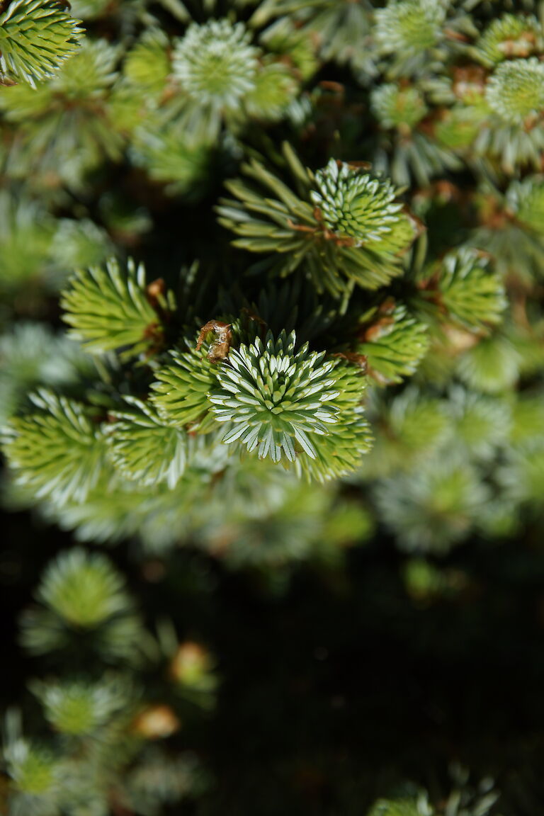 Picea sitchensis 'Nana'