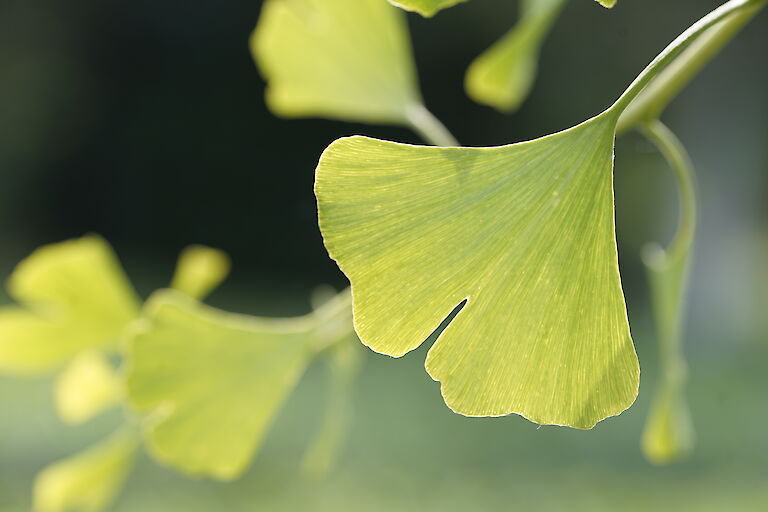 Ginkgo biloba