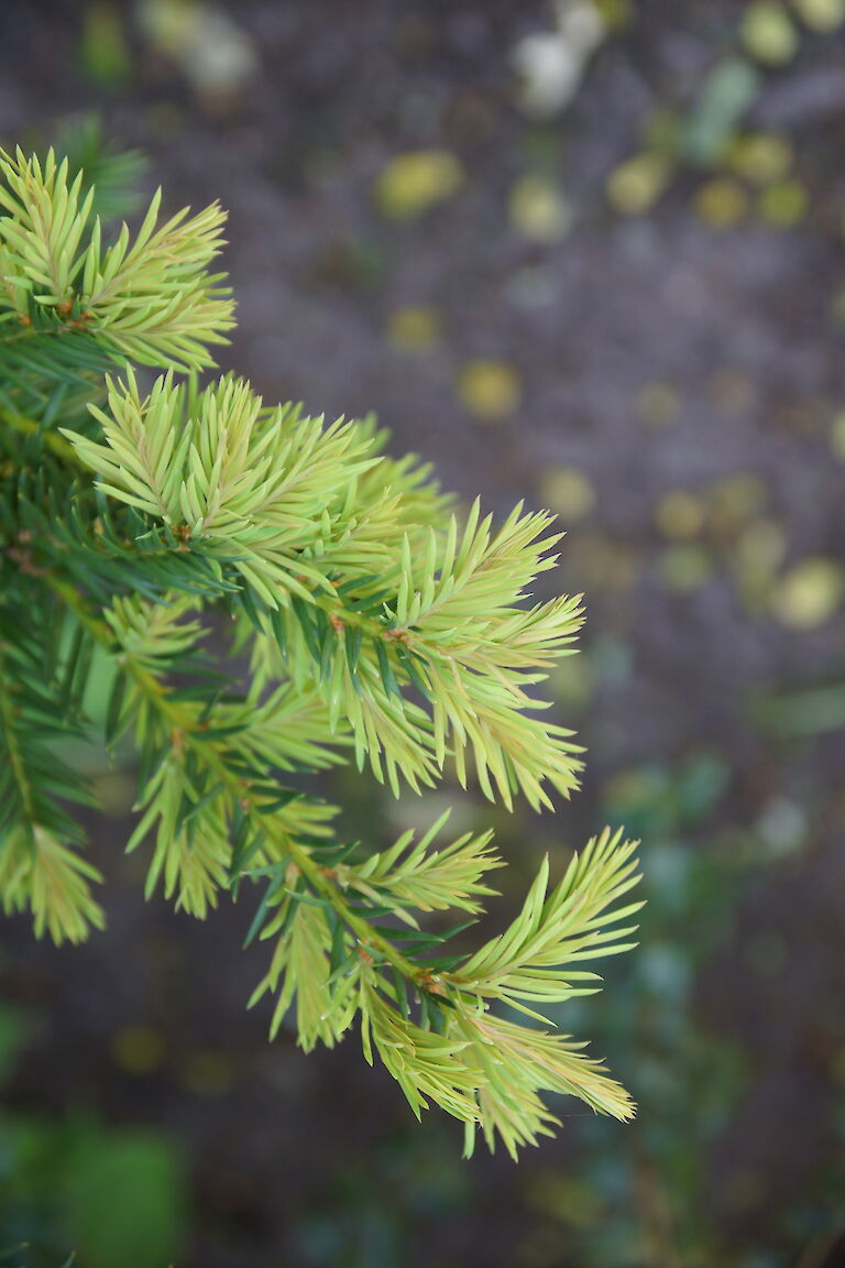 Taxus baccata 'Westerstede'