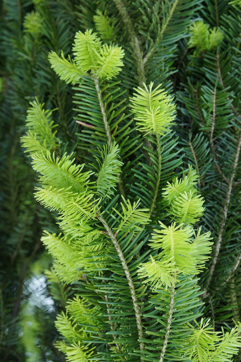 Abies alba 'Pendula'