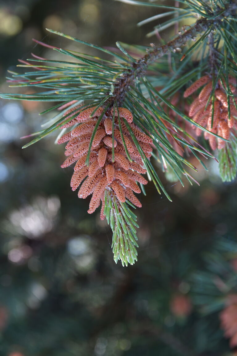 Pinus contorta