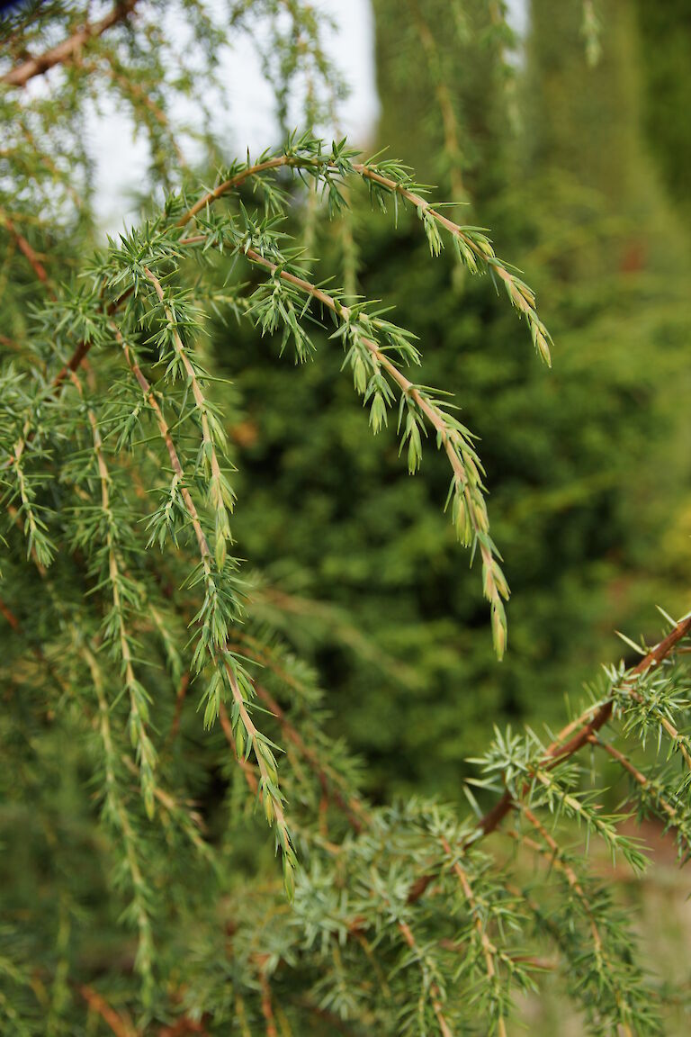 Juniperus communis 'Horstmann'