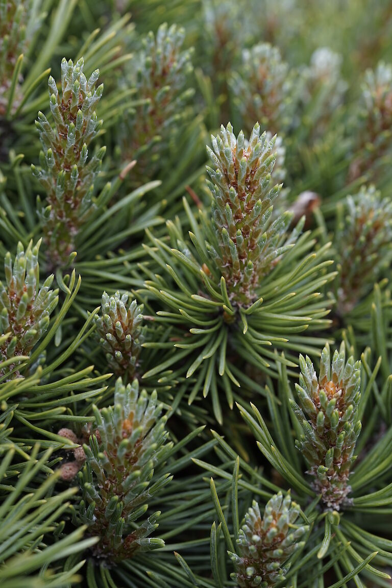 Pinus mugo Selektion Bonk