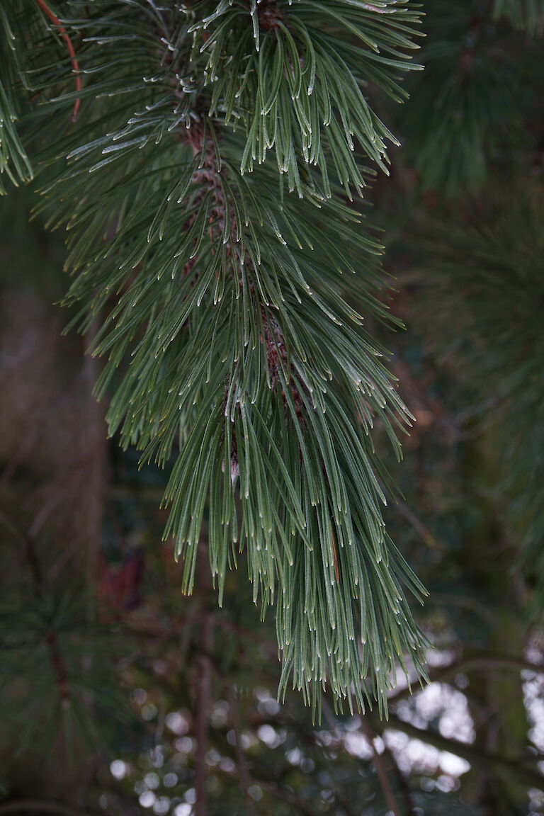 Pinus heldreichii Winter